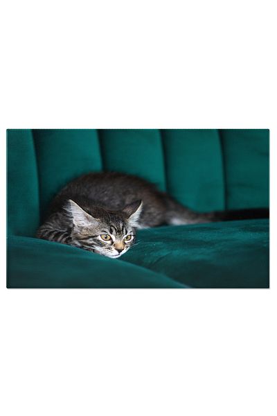 StoryGift Romania Tablou Canvas Animalul Este Un Motan Foarte Frumos Gri, Animale, Dragut, Domestic, Pui, Blana 2