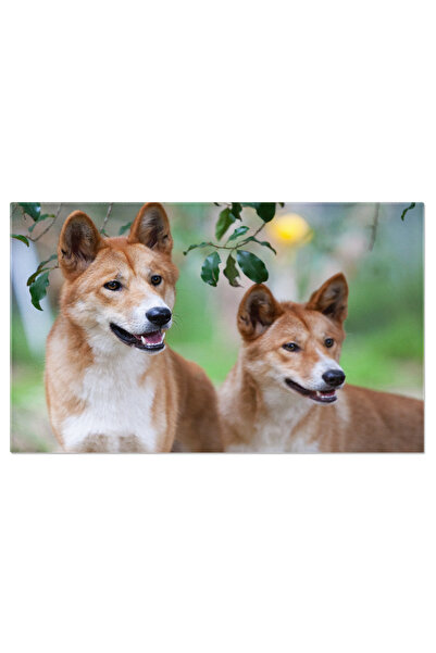 StoryGift Romania Tablou Canvas Privire Salbatica: Dingo In Alerta In Outback...