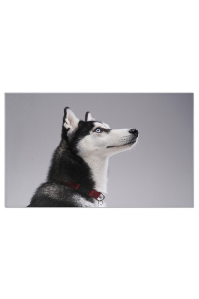 StoryGift Romania Tablou Canvas - Husky Jucaus: Puiul De Lup Alb Cu Colier In Studio