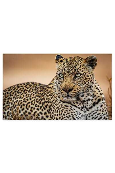 StoryGift Romania Tablou Canvas Leu Mascul Mare Salbatic, Natura, Leopard, Viata Salbatica, Animal, Africa 1259