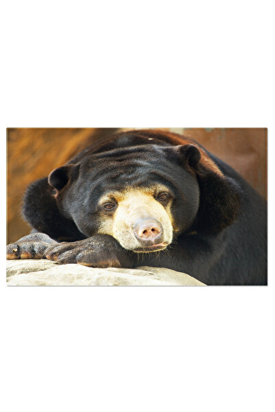 StoryGift Romania Tablou Canvas Privire Profil A Unui Urs Animal, Asia, Urs, ...