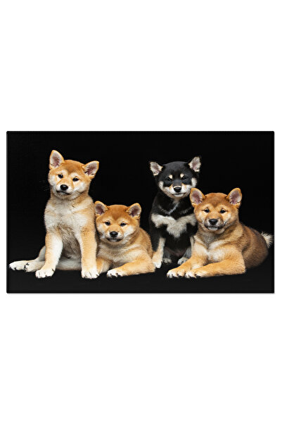 StoryGift Romania Tablou Canvas 120 X 80cm - Shiba Inu Juvenil: Catel Vesel 1...