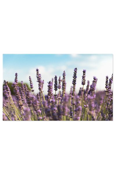 StoryGift Romania Tablou Canvas - Camp Plin Cu Flori Inflorite In Franta - Floral, Ferma, Europa, Natura