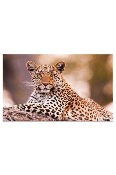 StoryGift Romania Tablou Canvas: Leoparzii In Armonie Cu Peisajul - Fauna Africana, Solitar, Eleganta
