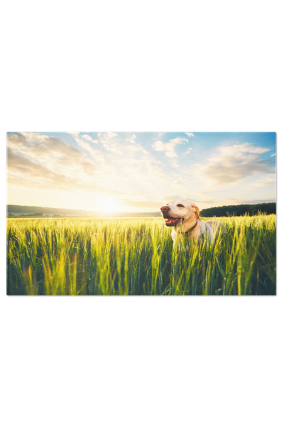 StoryGift Romania Tablou Canvas Labrador Retrievers Plimbandu-se Intr-un Camp De Porumb La Apus, Fericit, Natura,