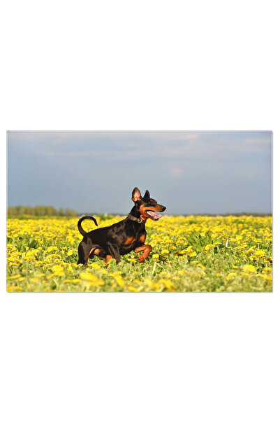 StoryGift Romania Tablou Canvas Pinscher German Prieten Fidel, Dog, Pinscher ...