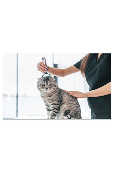 StoryGift Romania Tablou Canvas Ingrijirea Parului: Pisica Scottish Fold In Salonul De Ingrijire Pisica, Ingrijir