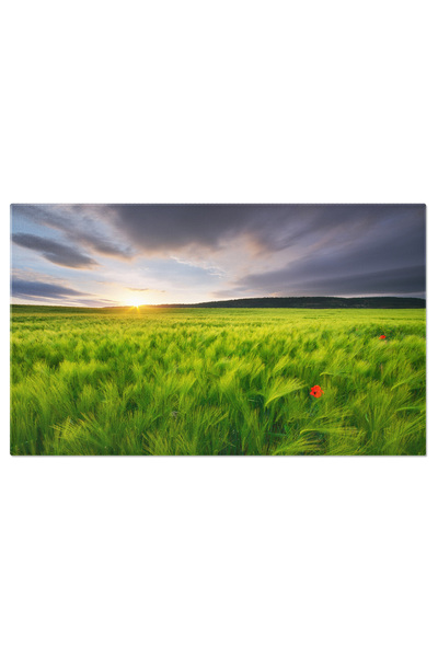 StoryGift Romania Tablou Canvas Soarele Apune Peste Campul De Grau Agricultur...