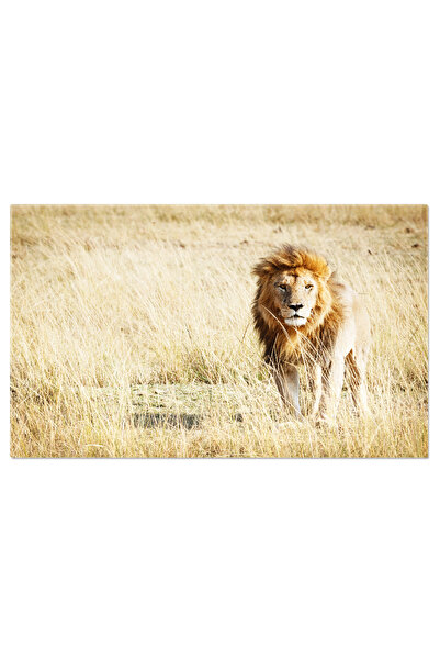 StoryGift Romania Tablou Canvas Leu In Kenya, Africa Cu Spatiu De Copiere, Le...