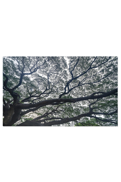 StoryGift Romania Tablou Canvas Pomi Verzi In Gradina Parcului National, Peis...