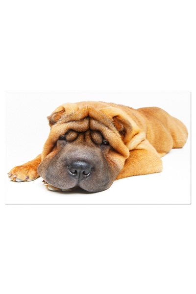 StoryGift Romania Tablou Canvas - Lagotto Romagnolo: Prieten Fidel