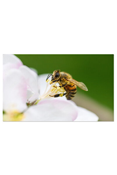 StoryGift Romania Tablou Canvas: Flori De Mar In Primavara - Flower, Blossom,...