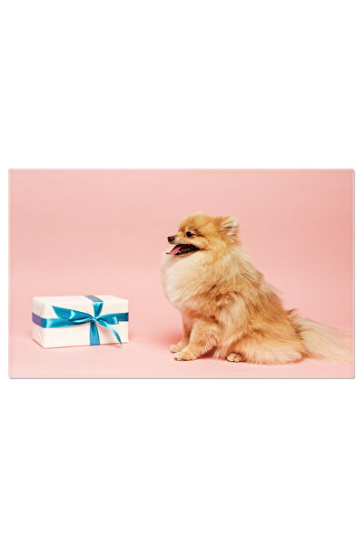 StoryGift Romania Tablou Canvas Pomeranian Spitz Adorabil Cu Cadou De Ziua De...