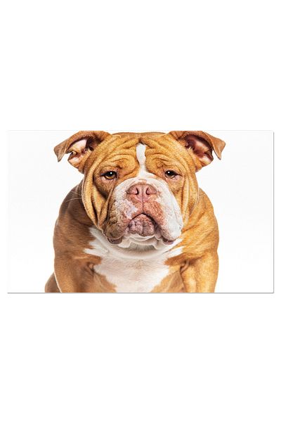 StoryGift Romania Tablou Canvas Cu Portret De Caine In Studio - Animal, Pur Rasa, Domestic