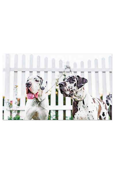 StoryGift Romania Tablou Canvas Caini De Talie Mare Langa Gard, Caini, Animale, Prietenos 2228