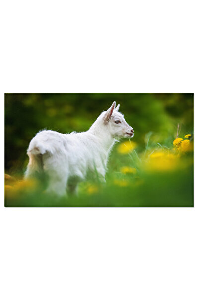 StoryGift Romania Tablou Canvas - Animale De Ferma: Mici Si Adorabili, Intaln...