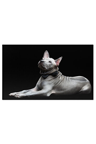 StoryGift Romania Tablou Canvas - Catel Ridgeback: Umilinta Grizonata