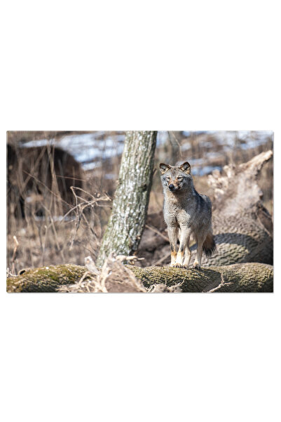 StoryGift Romania Tablou Canvas - Lup In Peisaj De Iarna: Portretul Unui Mare...