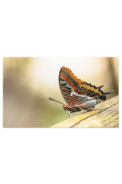StoryGift Romania Tablou Canvas - Fluture Charaxes Jasius Pe Fruct Proaspat - Splendoarea Lumii Insectelor