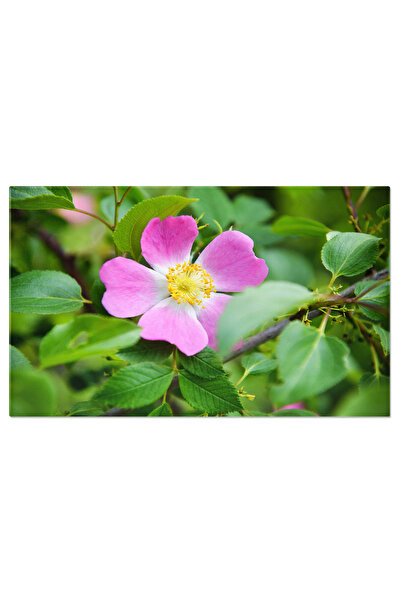 StoryGift Romania Tablou Canvas - Trandafiri Salbatici, Flori De Vara In Nuan...