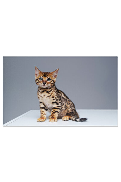 StoryGift Romania Tablou Canvas: Bengalul Gratios - Frumusete Si Eleganta