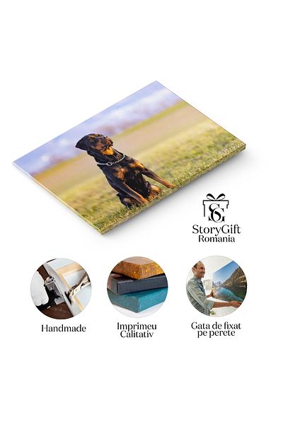 StoryGift Romania Tablou Canvas Rottweiler Scazut Intr-un Camp, Mamifer, Pur-sange, Natura, Primavara, Caine, Rot