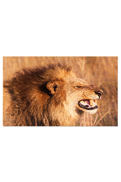 StoryGift Romania Tablou Canvas: Leu Furios, Pregatit De Vanatoare, Natura