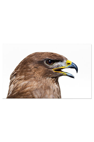 StoryGift Romania Tablou Canvas: Vanator In Cer - Vulturul Pescar