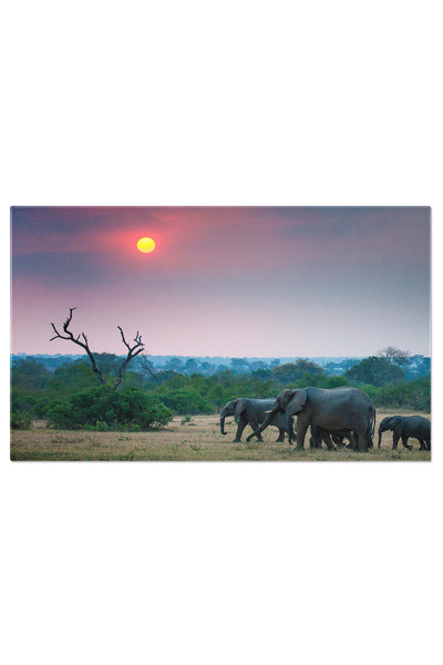 StoryGift Romania Tablou Canvas: Elefanti In Lumina Blanda A Apusului, In Mijlocul Peisajului African Animale, El