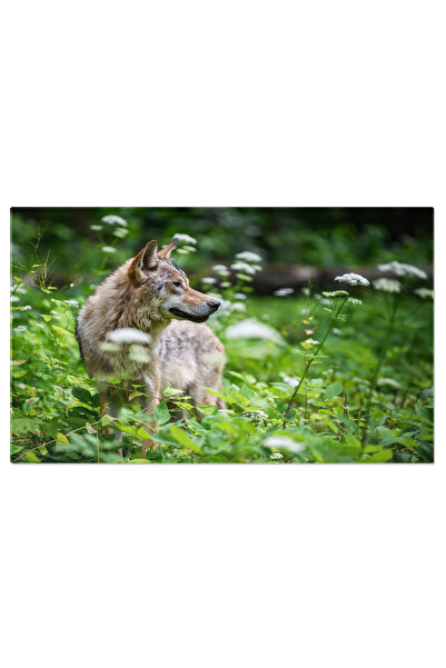 StoryGift Romania Tablou Canvas - Lup In Peisaj Forestier: Portretul Unui Mar...