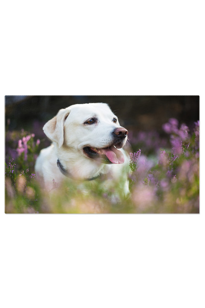 StoryGift Romania Tablou Canvas - Labrador In Toamna: Prieten Canin Intr-un Camp Cu Flori