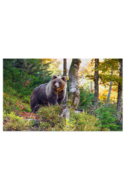 StoryGift Romania Tablou Canvas Cu Urs Brun In Padurea Toamnei