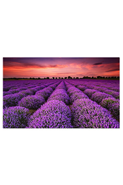 StoryGift Romania Tablou Canvas Lavanda La Rasarit Si Apus - Culori Bogate Si...