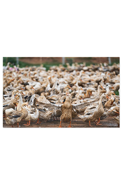 StoryGift Romania Tablou Canvas Raze La O Ferma Deschisa In Vietnam Liderul Grupului, Raze, Ferma, Conducator, An