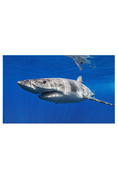 StoryGift Romania Tablou Canvas: Intalnire Cu Marele Alb - Reactii In Adancur...