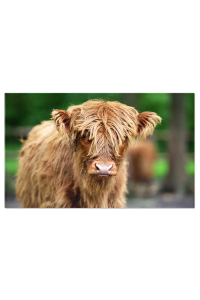 StoryGift Romania Tablou Canvas - Labradorii Veseli: Prietenie Si Bucurie