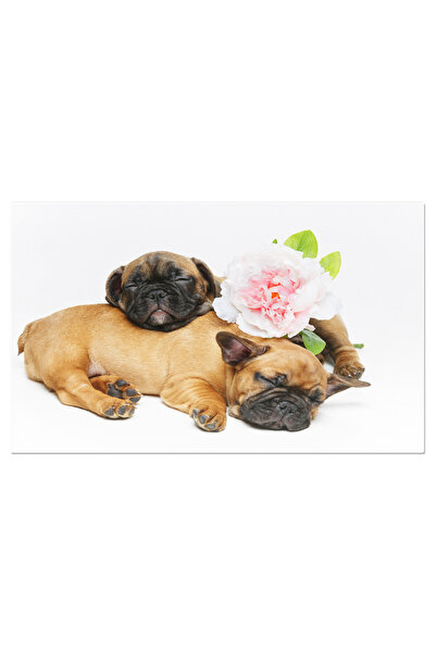 StoryGift Romania Tablou Canvas - Catel Bulldog: Moliciune Si Maro