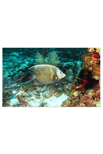 StoryGift Romania Tablou Canvas Peste-inger Inotand La Recif Subacvatic, Animal, Fish, Underwater, Reef, Sea 462