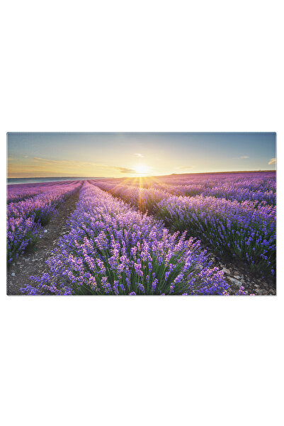 StoryGift Romania Tablou Canvas Camp De Lavanda La Rasarit, Lavanda, Camp, Pe...