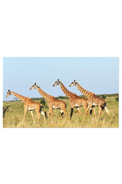 StoryGift Romania Tablou Canvas 120 x 80CM cu Grup de Girafe in Savana - Viata Salbatica la Pas 120x80CM STG