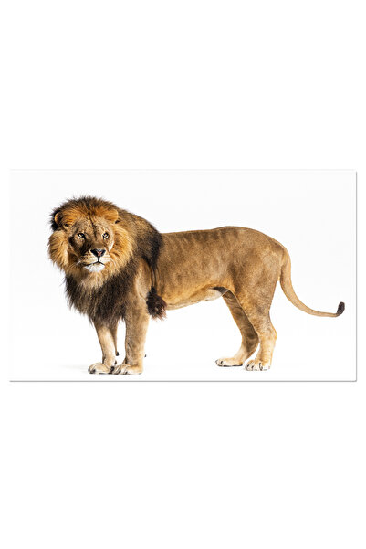 StoryGift Romania Tablou Canvas: Majestatea Junglei - Portret De Leu