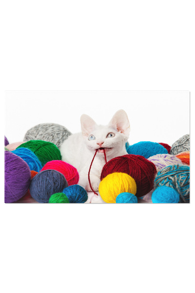 StoryGift Romania Tablou Canvas Devon Rex Pe Fundal Alb Devon Rex, Pisica, Ad...