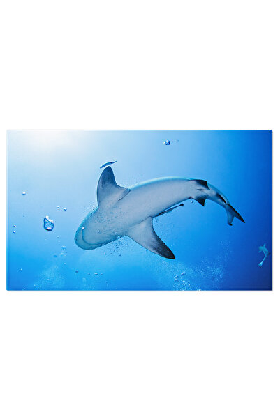 StoryGift Romania Tablou Canvas Vedere Subacvatica A Unui Rechin Din Zona Pla...