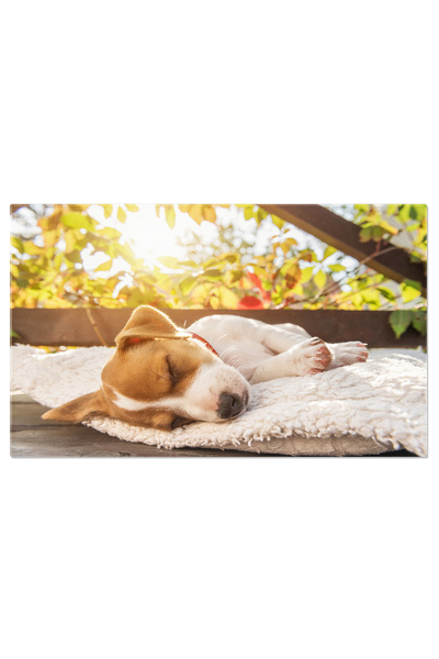 StoryGift Romania Tablou Canvas Jack Russell Terrier La Semineu, Dog, Fireplace, Hygge, Warm, Home 2548