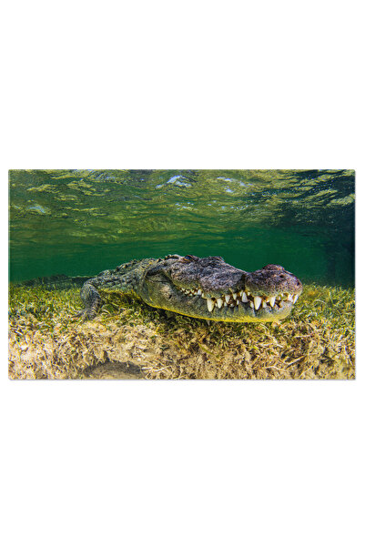StoryGift Romania Tablou Canvas - Intalnire Periculoasa Subacvatica: Crocodil...
