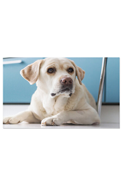 StoryGift Romania Tablou Canvas Labrador Crem - Pui Adorabili De Caine