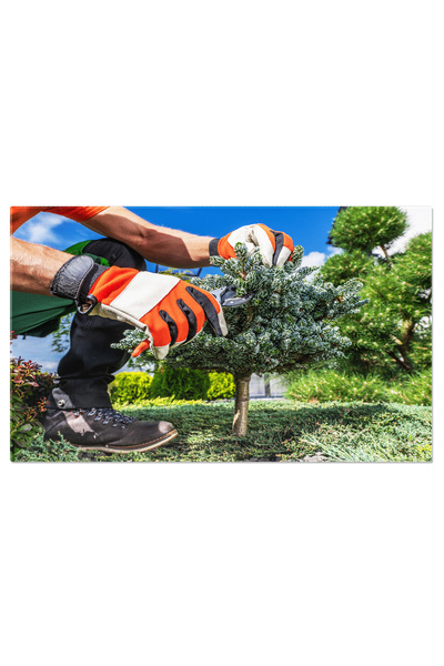 StoryGift Romania Tablou Canvas Gradinarul Tunde Arborii Decorativi Din Gradi...