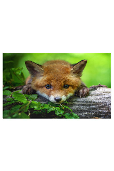 StoryGift Romania Tablou Canvas: Jocul Jucas Al Puiilor De Vulpe - Viata Salb...