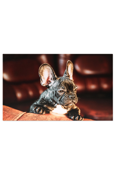 StoryGift Romania Tablou Canvas Catelus Bulldog Francez Curios, Cute, Bulldog...