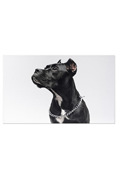 StoryGift Romania Tablou Canvas - Staffordshire Bull Terrier Elegant In Funda...